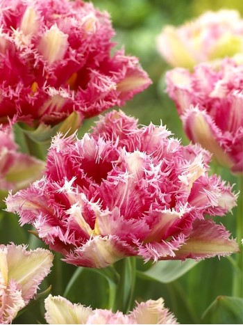 Лале (Tulipa 'Cool Crystal') T172 Лале (Tulipa 'Cool Crystal') T172